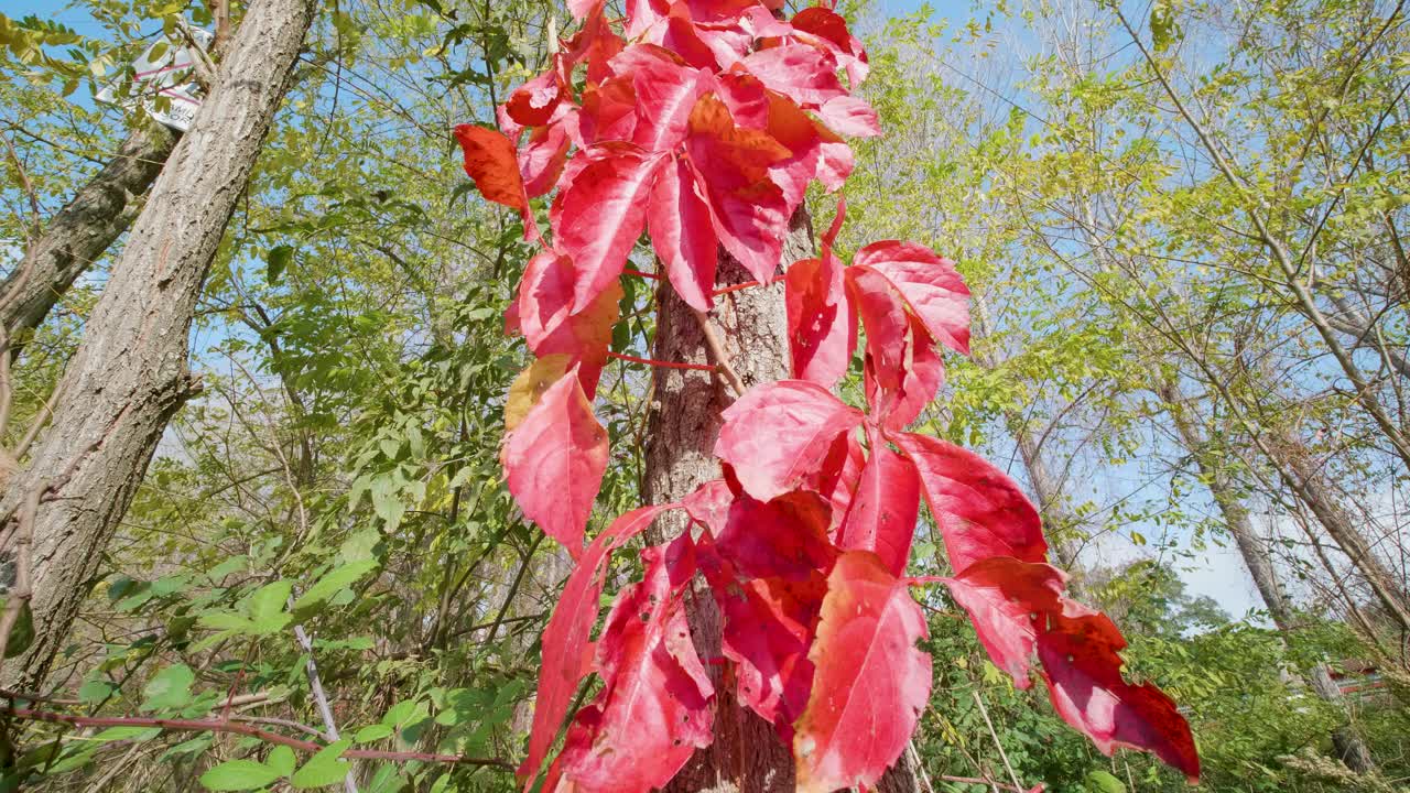 가을 숲, 짐벌 워크
