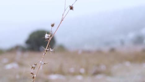 planta seca con copos de nieve en una nevada
