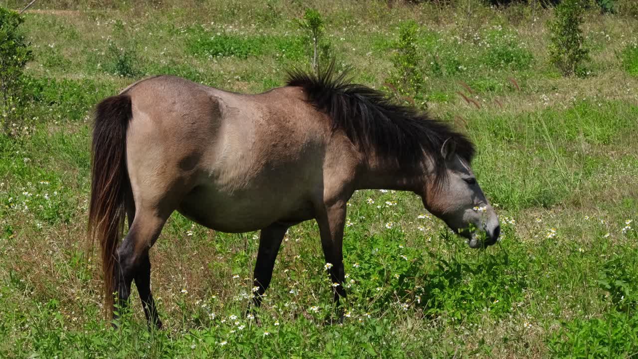 태국의 초원에서 맑은 날에 외로운 방목을 오른쪽으로 향하고 있습니다.