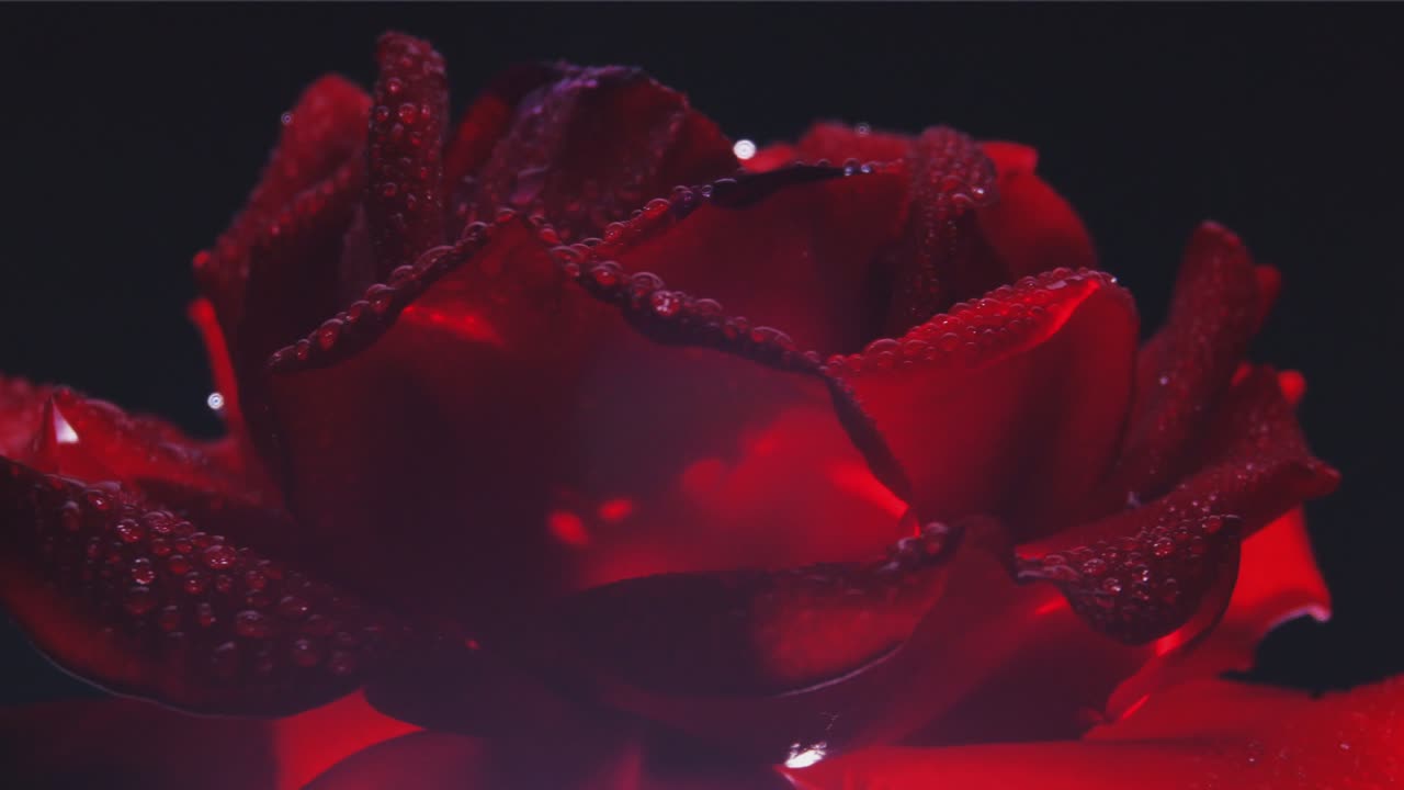 Close-Up Of Wet Red Rose Rotating On Black Background. Loop 60fps Speed-Up x2