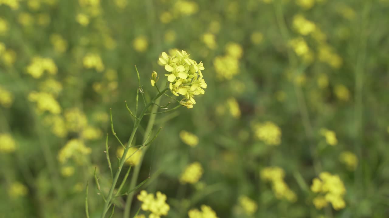 flores de mostaza están floreciendo en el vasto campo