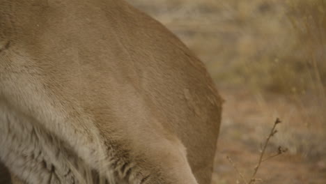 female cougar getting up and walking off slow motion