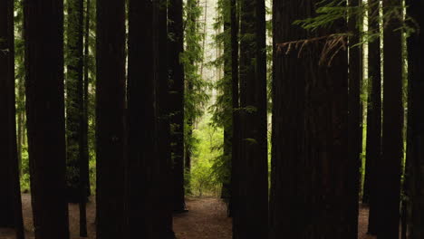 Vegetación-Tropical-Verde-Vibrante-Fuera-De-Densas-Columnas-De-Sotobosque-En-Secuoyas