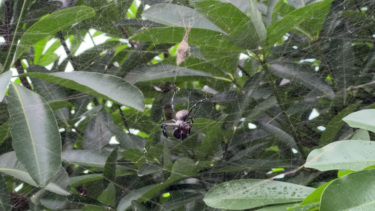 Spider actively feeding on its prey in its intricately woven web. Set against a background of tropical foliage, the scene offers a glimpse into the predator-prey interaction in the wild