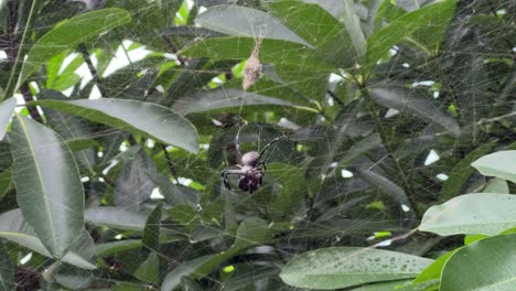 spider actively feeding on its prey in its intricately woven web. set against a background of tropical foliage, the scene offers a glimpse into the predator-prey interaction in the wild