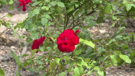 red rose bush in garden