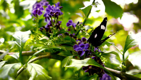 in slow motion a butterfly landing