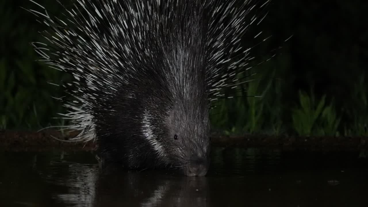 An Indian crested porcupine (Hystrix indica) is drinking water at night, and its reflection appears in the spring .
