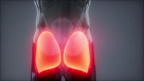 gluteus maximus - leg muscles anatomy animation