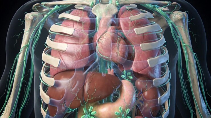 Medical Animation Showing Human Lymphatic System And Internal Organs In Anatomical Detail