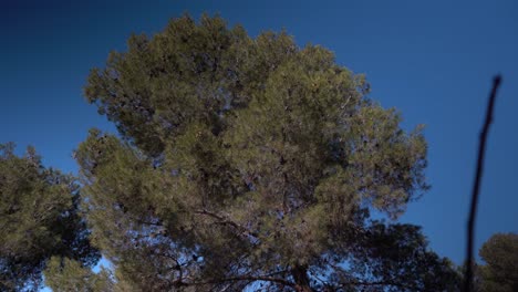 pine tree on the mount of olives