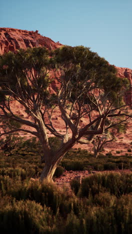 Tree in nevada desert with mountain background