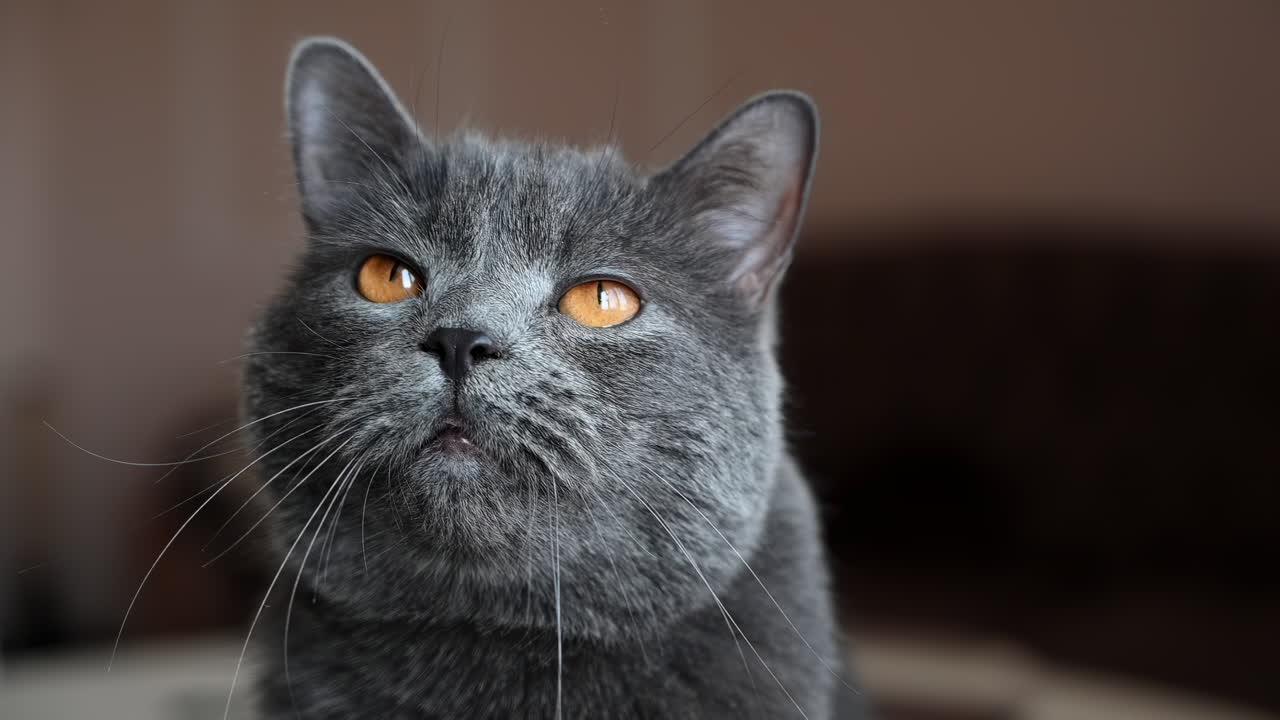 British Shorthair cat with amber eyes staring attentively indoors