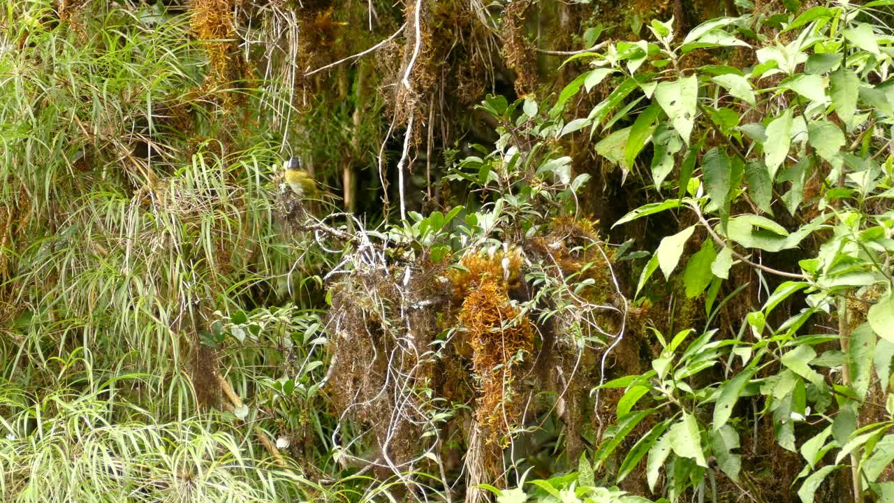 먹이를 찾아 나뭇가지 사이를 뛰어다니는 귀여운 작은 새