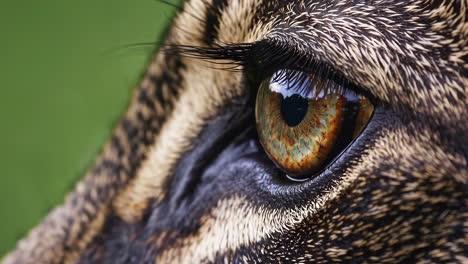 close up of an ocelot's eye