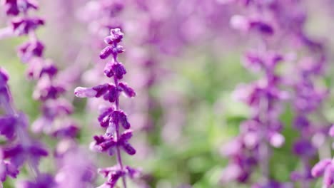 primer plano de las flores de lavanda balanceándose en el viento