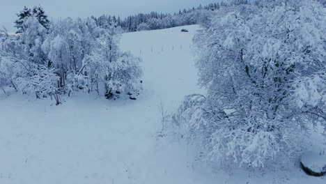 Shrubs-With-Snowy-Blankets-In-Countryside.-Close-Up-Shot