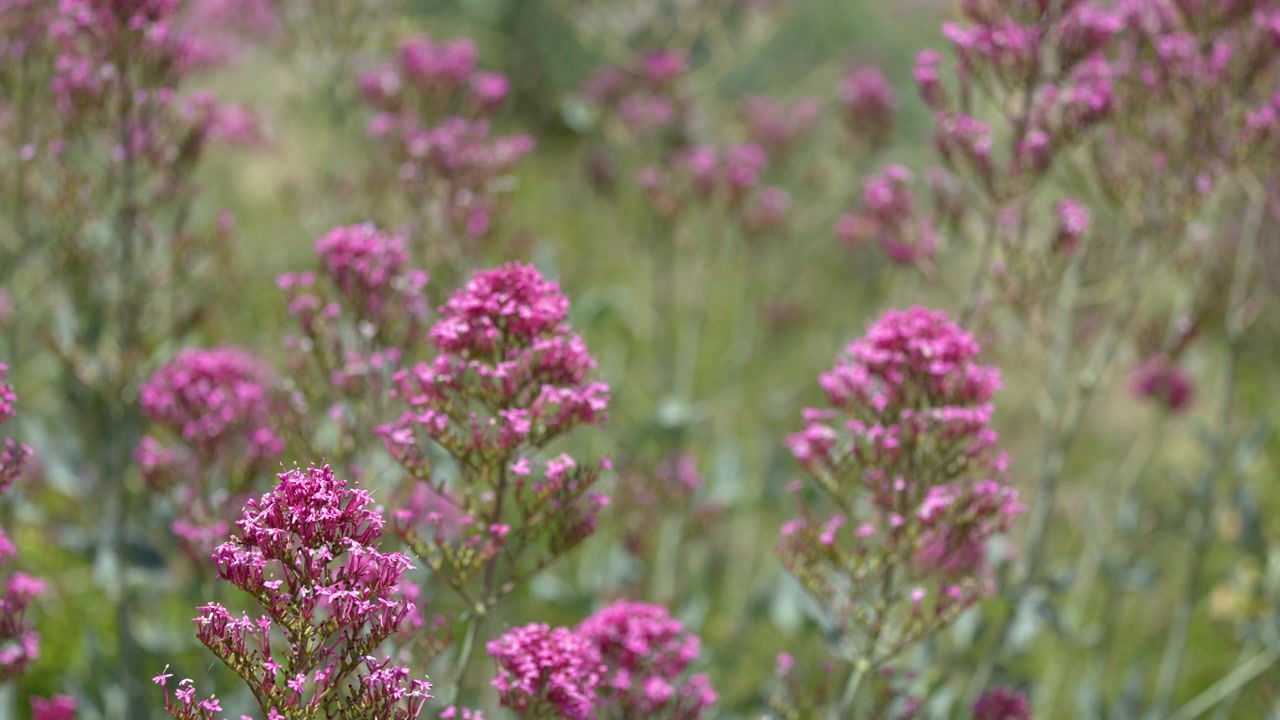 Close-up shot of vibrant pink valerian flowers gently swaying in natural daylight outdoors.