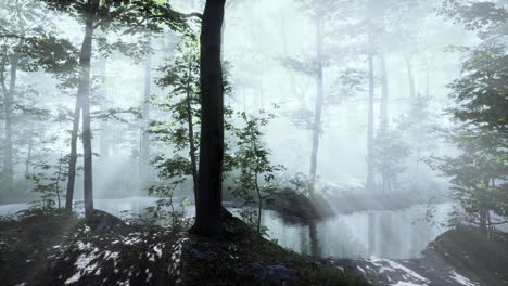 Leuchtender-Nebel-Im-Wald-Am-Abend