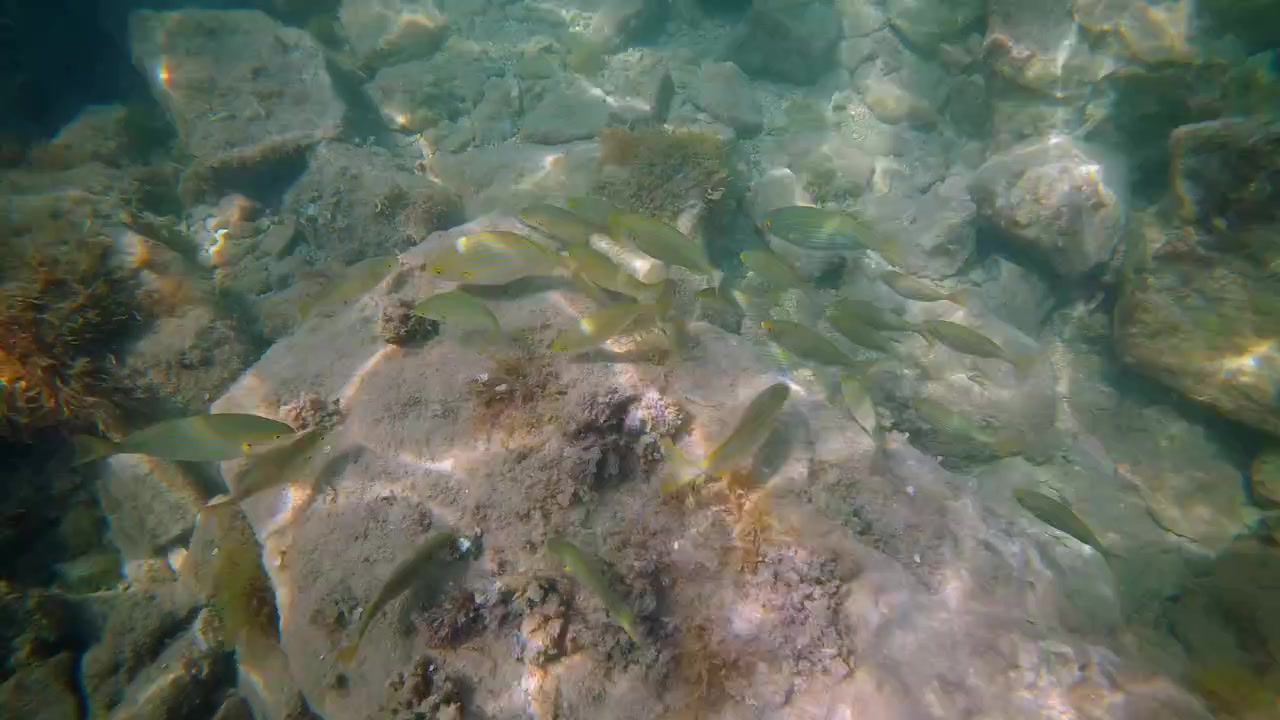 Vista subacquea di un fondale roccioso coperto di alghe e piante marine, con la luce solare che filtra attraverso l'acqua blu del Mediterraneo.