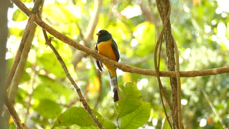 Wunderschöner-Bunter-Tropischer-Vogel,-Der-Auf-Einem-Ast-Im-Dschungel-Sitzt