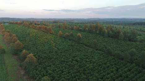 vista aérea de un extenso campo de plantación de yerba mate con grandes árboles que dividen las parcelas cultivadas