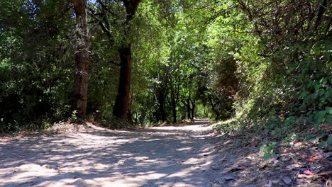 toma fija de un sendero tranquilo en las secoyas de saratoga en el norte de california en una calurosa tarde de verano