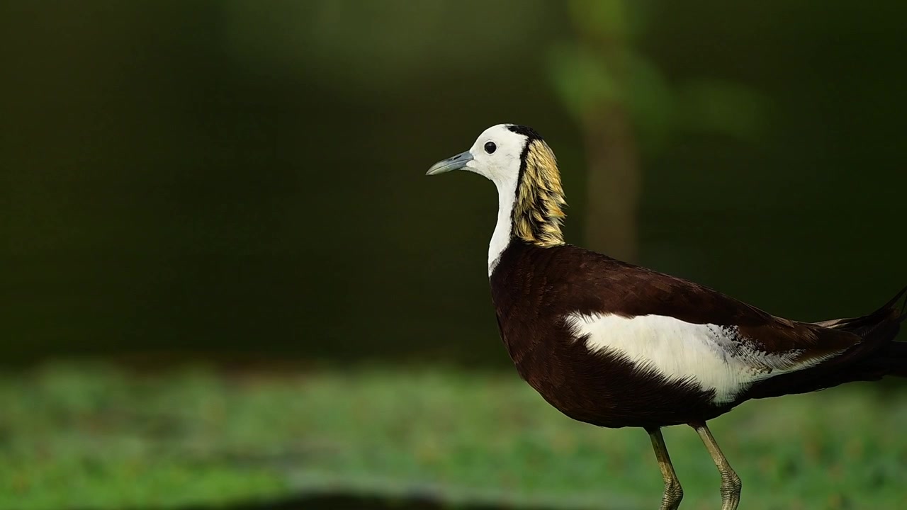 Una bellissima Jacana dalla coda di fagiano selvatica si posa su vegetazione acquatica galleggiante, girando la testa per guardare all'indietro in una lussureggiante zona umida verde.