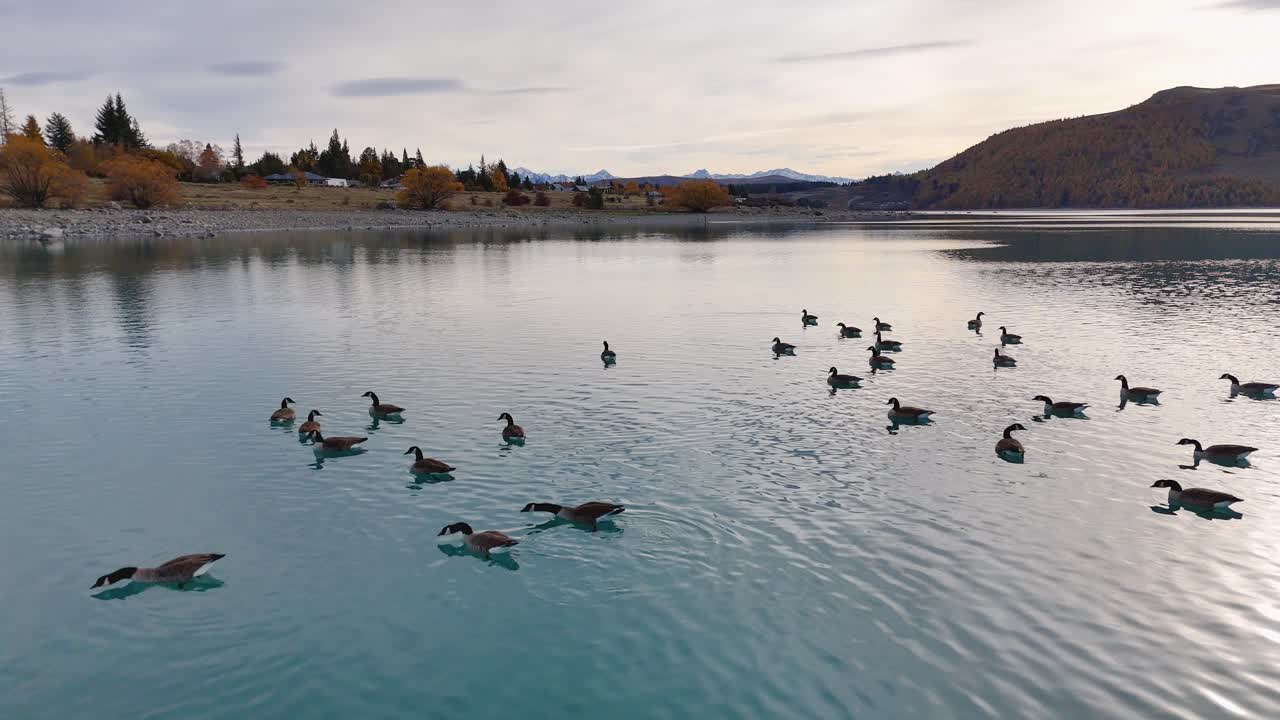 Canada geese gracefully swim across a serene, turquoise glacial lake surrounded by autumn foliage under soft, diffused lighting