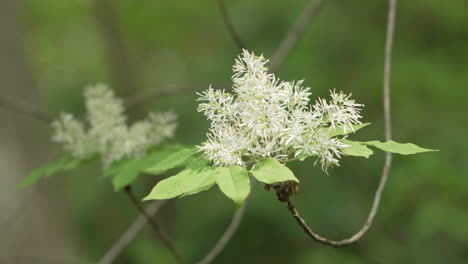 Japanese-Flowering-Ash-Maruba-Aodamo-Against-Bokeh-Background-In-Saitama,-Japan