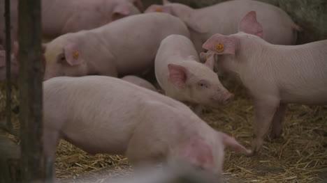 pigs piglets on livestock farm 13