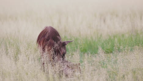 rare brown hyena feeding on a kill in an open grassland in central kalahari desert