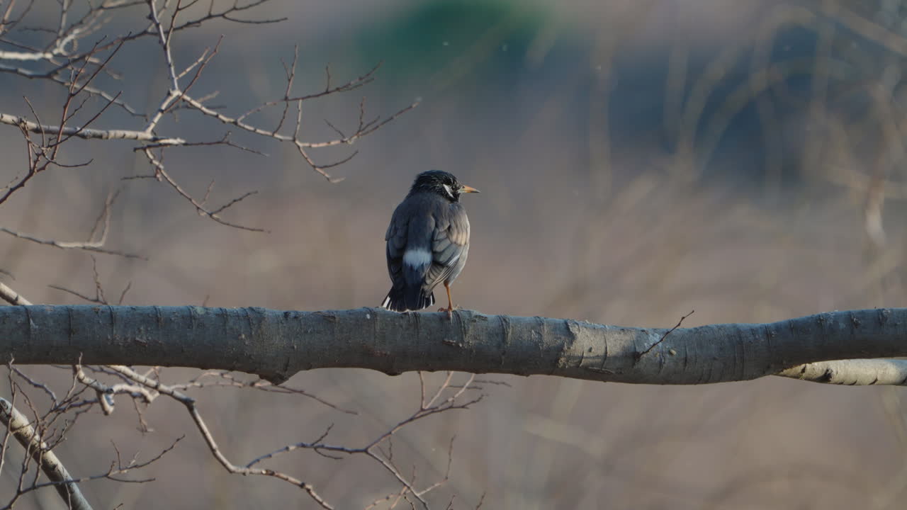 일본 도쿄의 보케 배경에 대해 나무 기둥에 앉은 회색 찌르레기