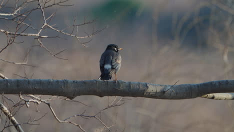 grey starling perching on a woody pole against bokeh background in tokyo, japan