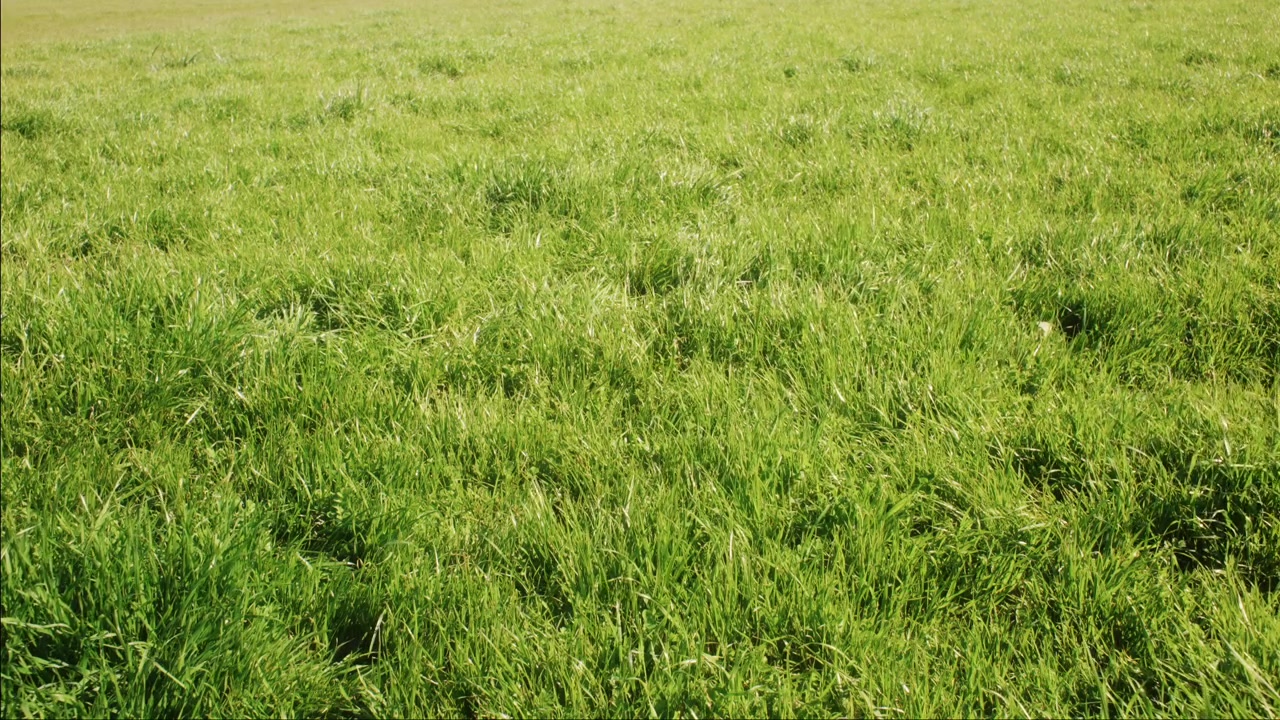 Erba verde densa riempie l'inquadratura nella luce soffusa del giorno, creando uno sfondo naturale e texturizzato.