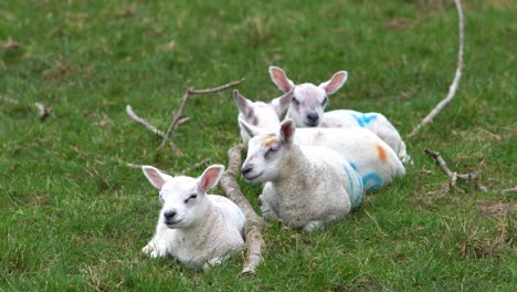 Vier-Lämmer-Schlafen-Auf-Einer-Wiese-Auf-Einem-Bauernhof-Neben-Einem-Ast