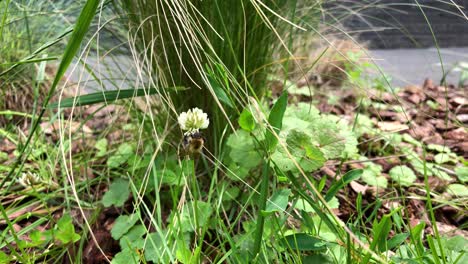 一只蜜蜂在阳光明<unk>的日子里从花园里的三叶草花中收集花蜜