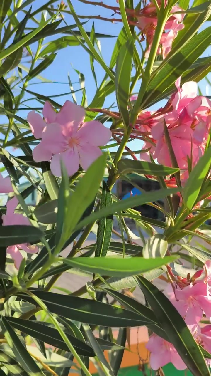 Fiori di oleandro rosa che ondeggiano nella brezza leggera