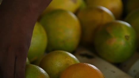 recogiendo cuidadosamente a mano y seleccionando las mejores naranjas de la cinta transportadora