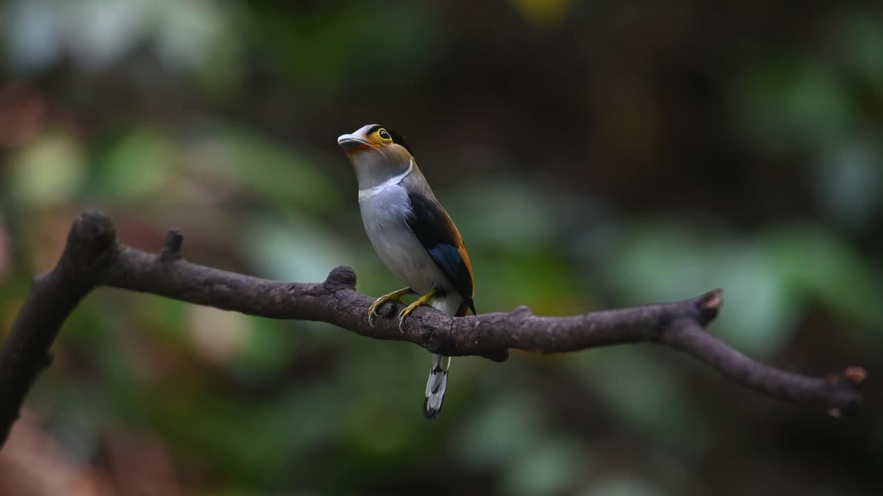 Perched on a branch facing to the left with food in the mouth and ready to deliver as it looks around, Silver-breasted Broadbill, Serilophus lunatus, Kaeng Krachan National Park, Thailand