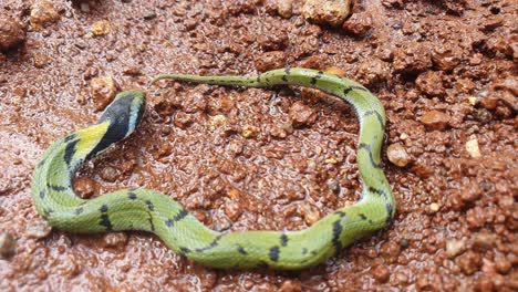 La-Serpiente-De-Hierba-India-O-Keelback-Verde,-Es-Una-Especie-De-Serpiente-No-Venenosa,-Con-Su-Hermosa-Piel-Estampada,-Que-Se-Encuentra-En-Partes-De-Asia,-Conocida-Como-Serpiente-Gavtya-En-La-Mayor-Parte-De-La-India