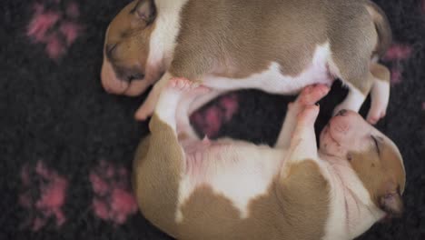 miniature english bull terrier puppies