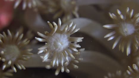 single flower coral super close up macro shot on coral reef