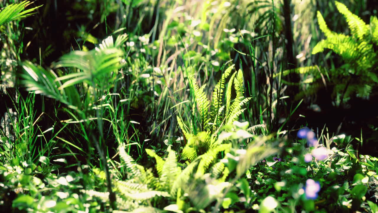 Lush green tropical foliage illuminated by sunlight in a serene setting