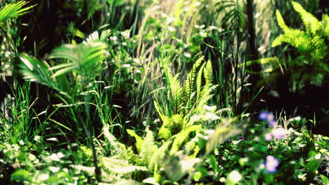 lush green tropical foliage illuminated by sunlight in a serene setting