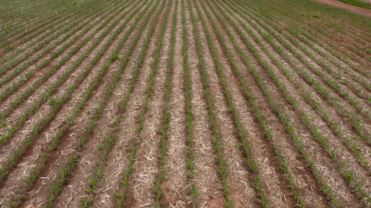 Aerial drone dolly over perfectly straight rows of young corn at massive corn field with dry corn stalks mulch in between