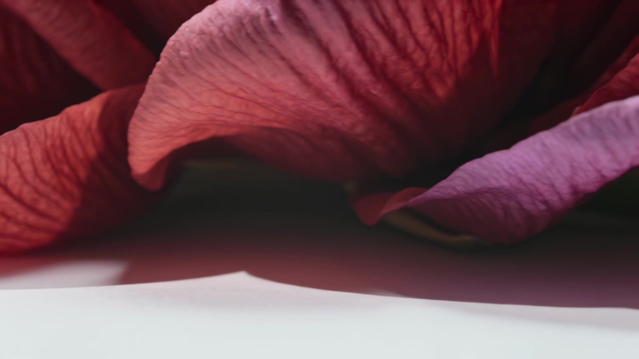 Carrellata della telecamera che rivela petali rosso scuro su superficie bianca, mostrando la punta viola e la trama.