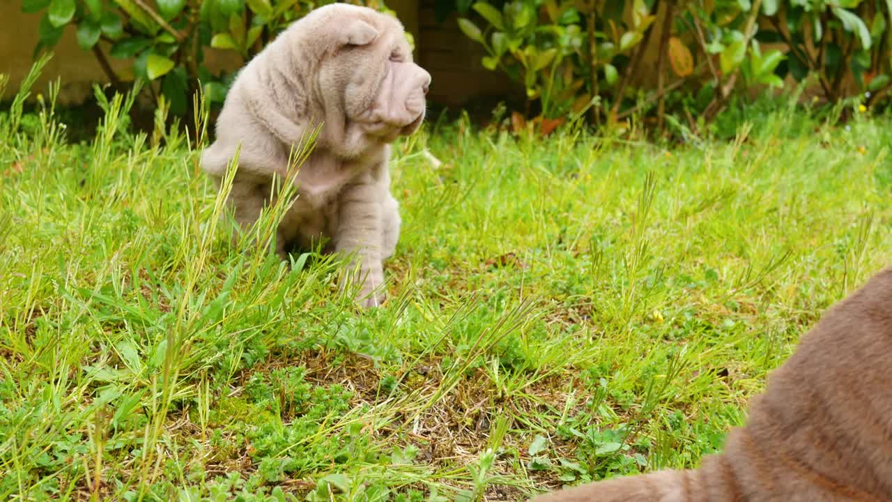샤르 페이 강아지 들 이 정원 에서 놀고 있다