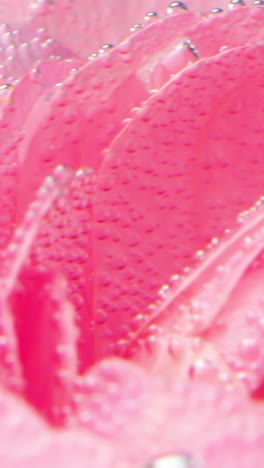 close-up of a pink rose petal with water droplets and bubbles