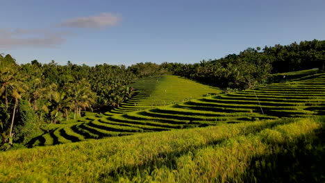 drone fly over the famous rice terraces in ubud bali, indonesia during sunset